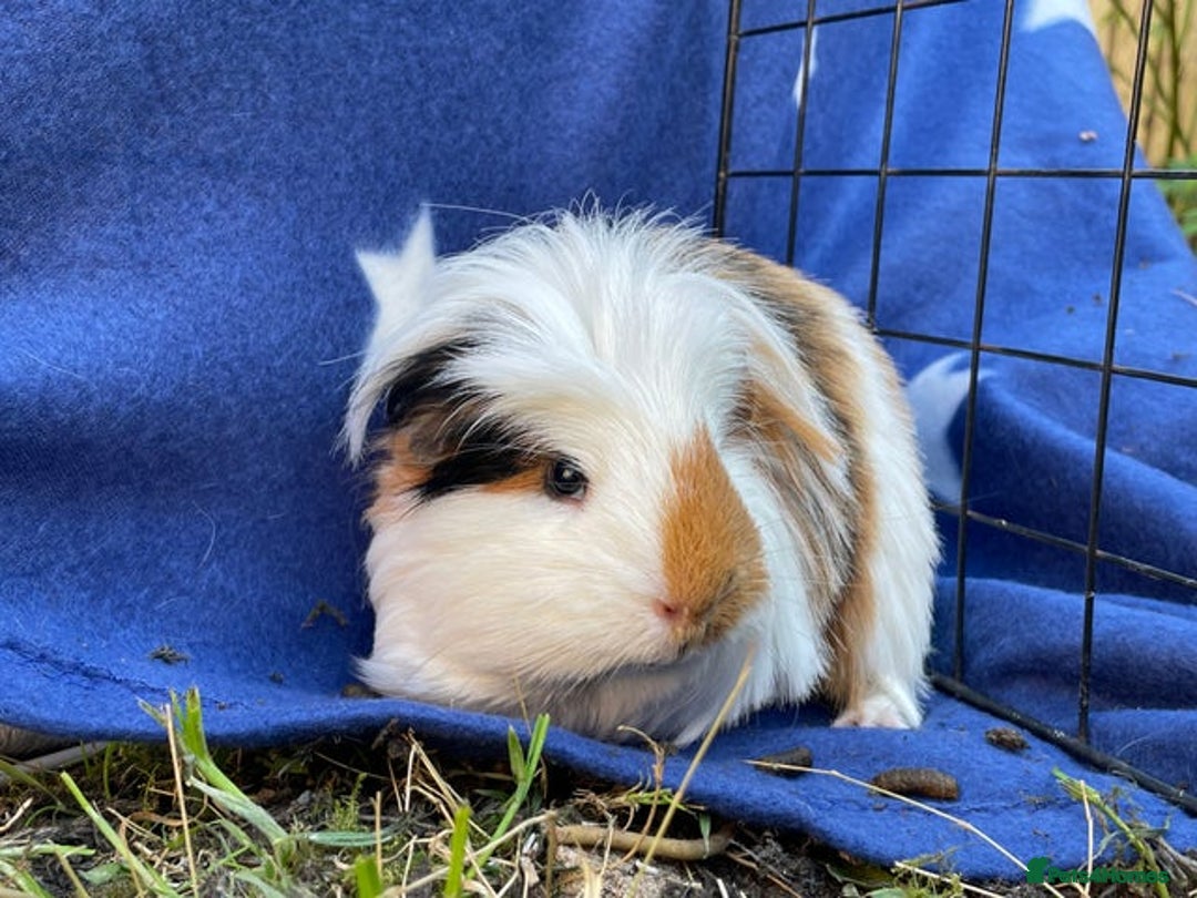 Guinea Pig rodents for sale: 2 pairs of male guinea pigs with full set up - Advert 8