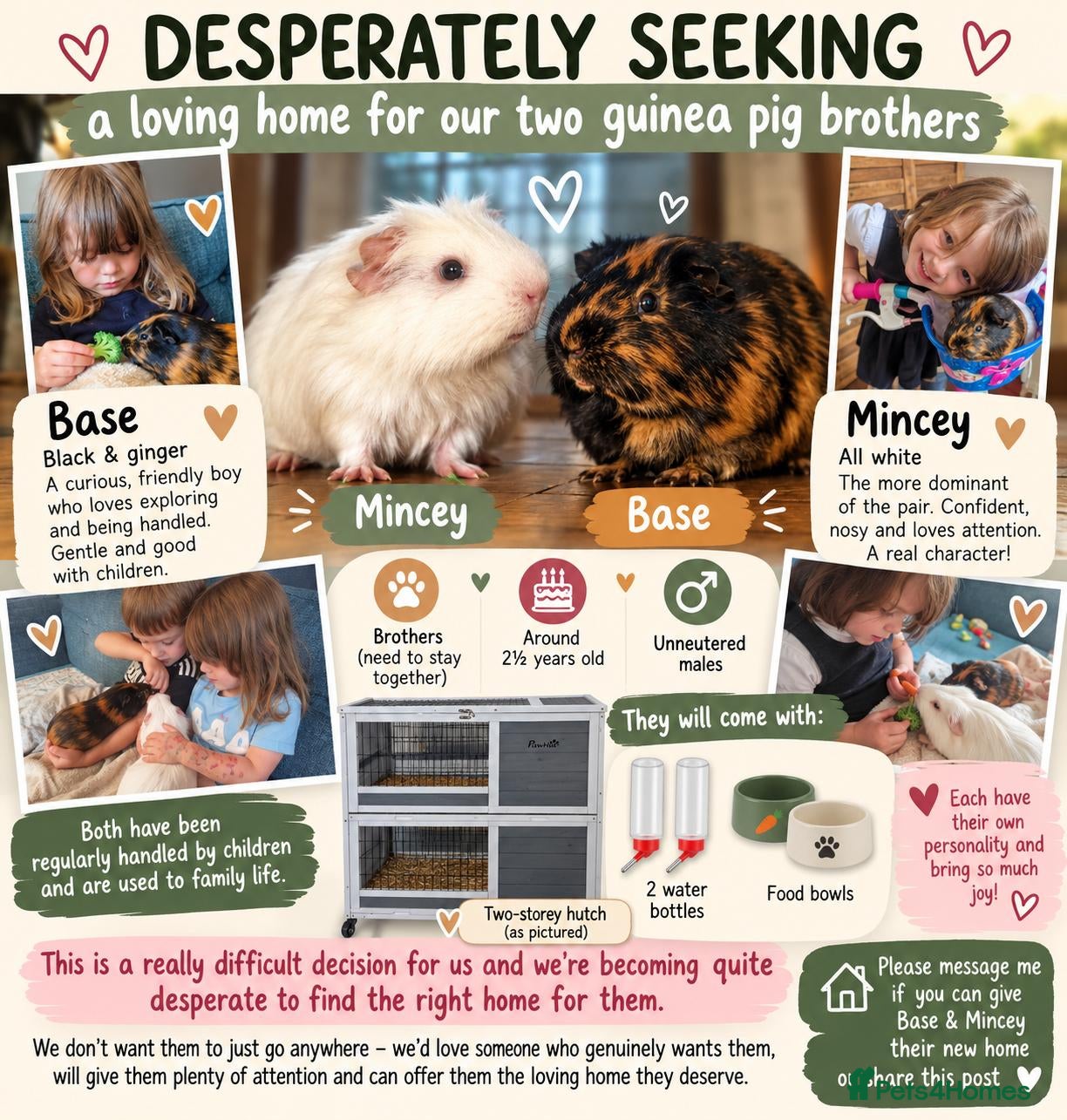 Guinea Pig rodents Two bonded Brothers  - Advert 2