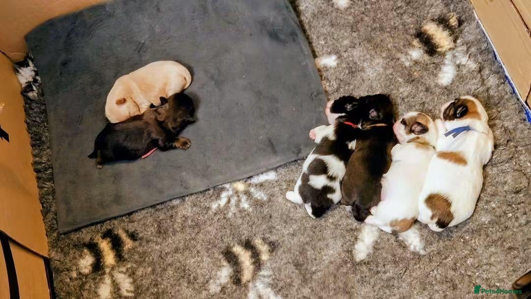 Shih Tzu dogs Beautiful shih Tzu puppies - Advert 1