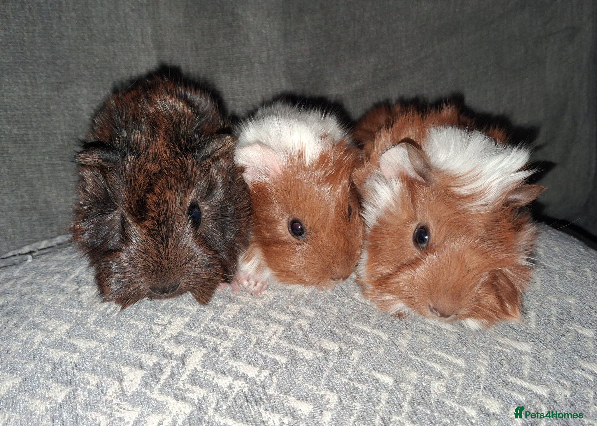 Guinea Pig rodents Beautiful baby boars for sale - Advert 9