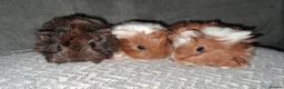 Guinea Pig rodents for sale: Beautiful baby boars for sale - Advert 1