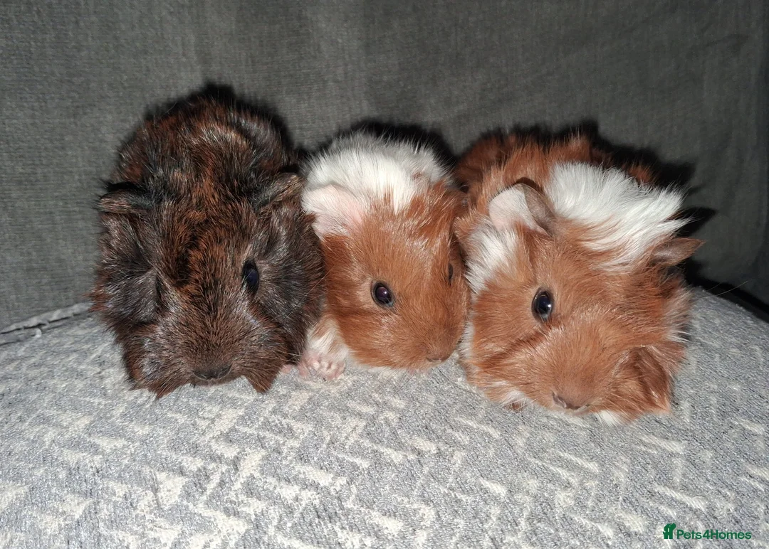Guinea Pig rodents for sale: Beautiful baby boars for sale - Advert 1