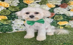 Mixed Breed dogs for sale: 5 year old Cavapoochon looking for perfect home! - Image 1