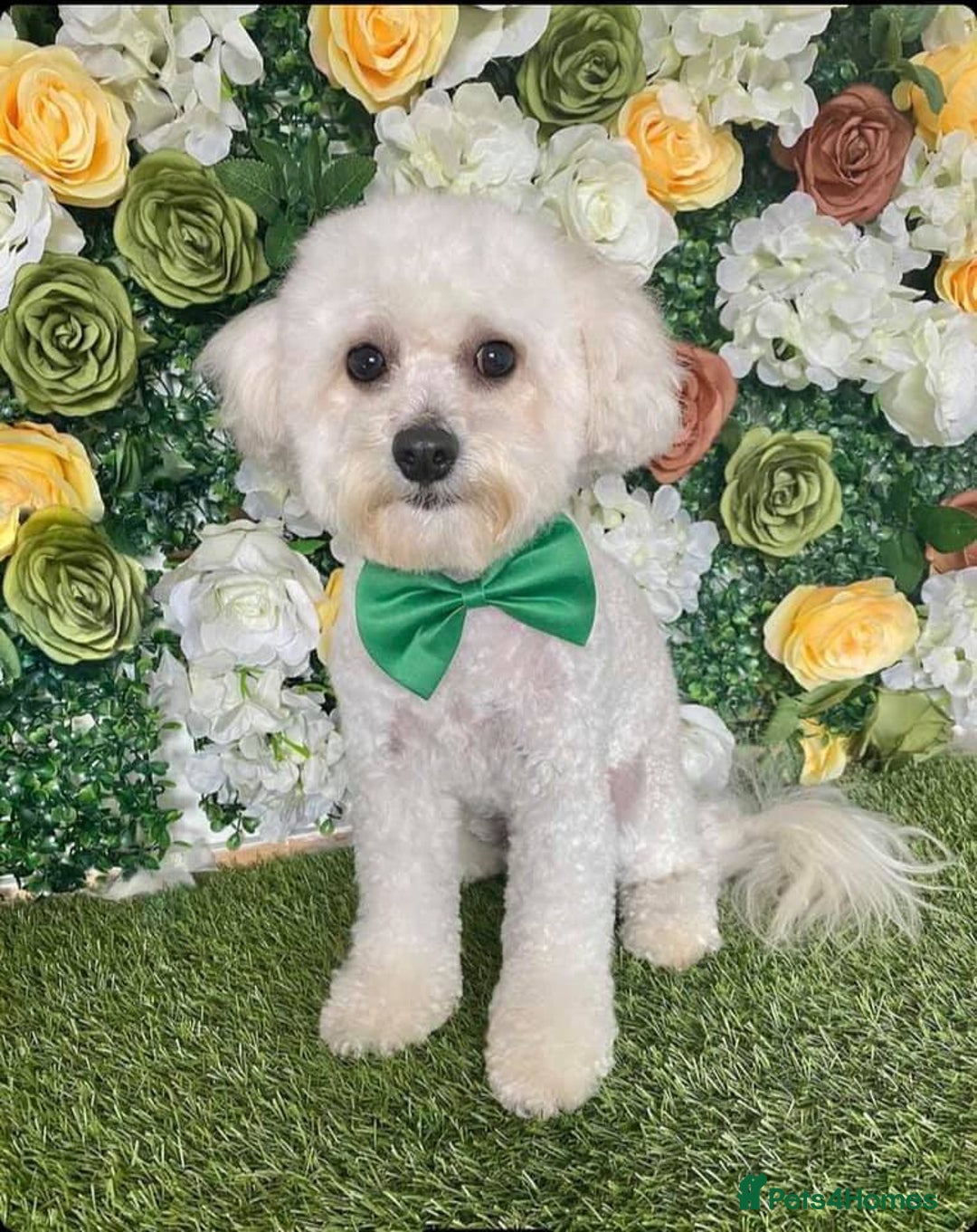 Mixed Breed dogs for sale: 5 year old Cavapoochon looking for perfect home! - Image 1