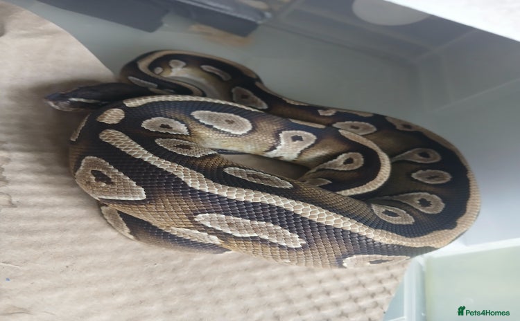 Python Snake reptiles - Advert 4