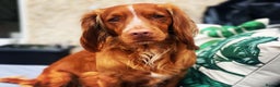 Cocker Spaniel dogs for stud: Beautiful working cocker for stud in Barnsley - Advert 2