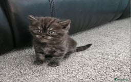 Scottish Fold cats for sale: Adorable Scottish fold Straight Ears Kittens  - Image 34