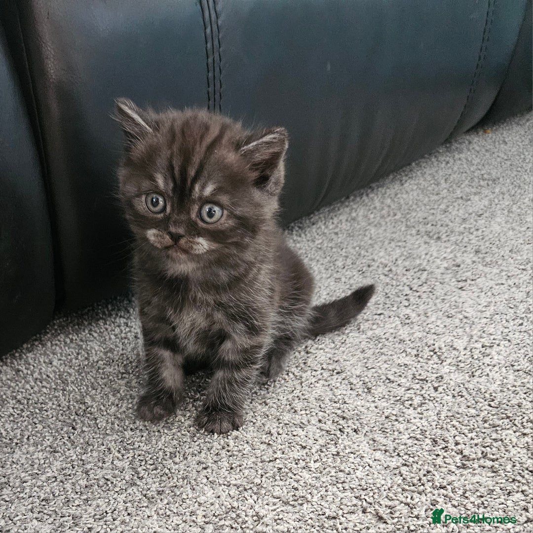 Scottish Fold cats for sale: Adorable Scottish fold Straight Ears Kittens  - Image 34