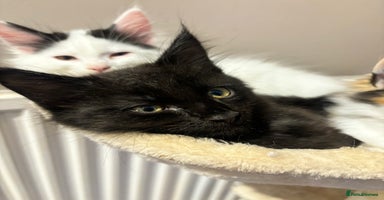 Mixed Breed cats - Advert 1