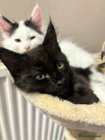 Mixed Breed cats - Advert 4