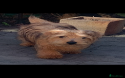Norfolk Terrier dogs for sale: Nolfolk terrier pups - Image 6