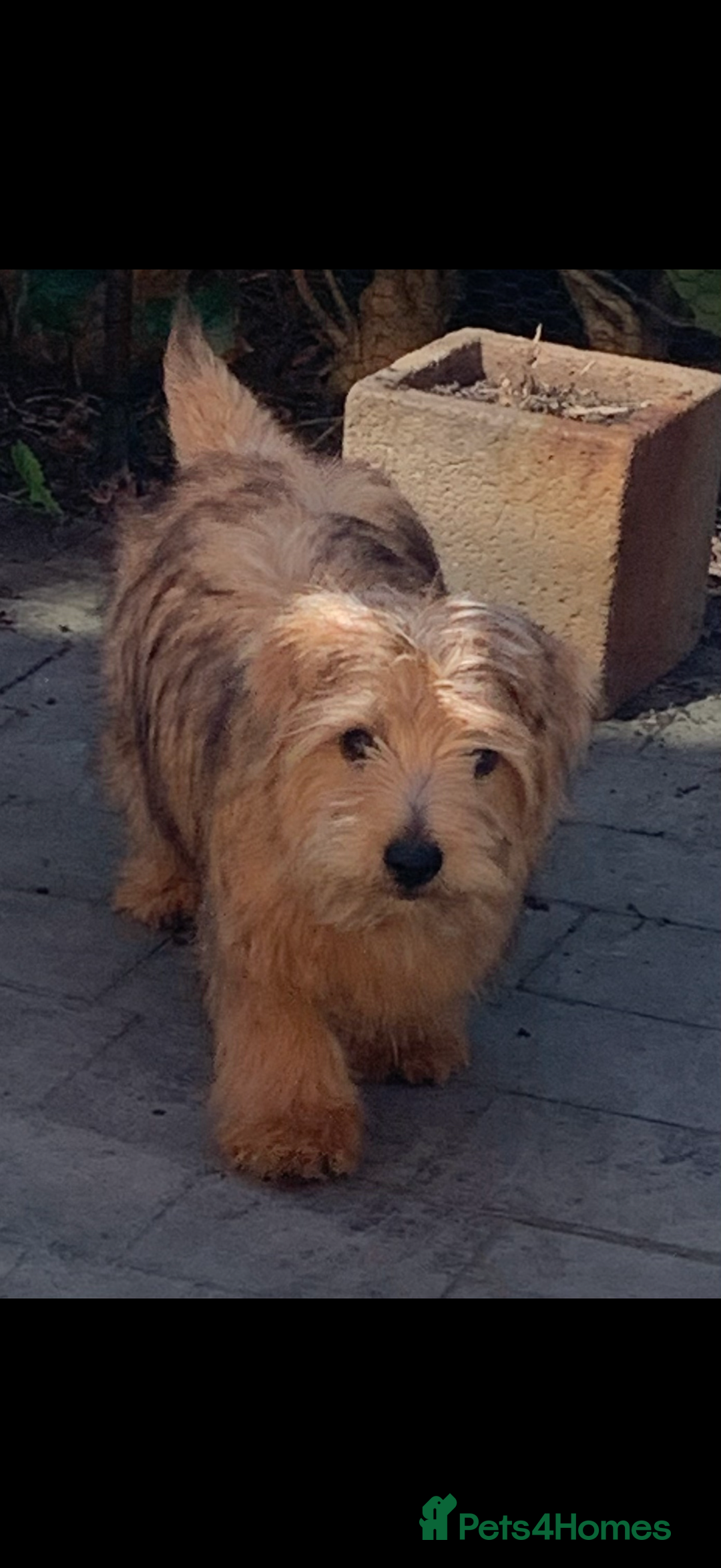 Norfolk Terrier dogs for sale: Nolfolk terrier pups - Image 6