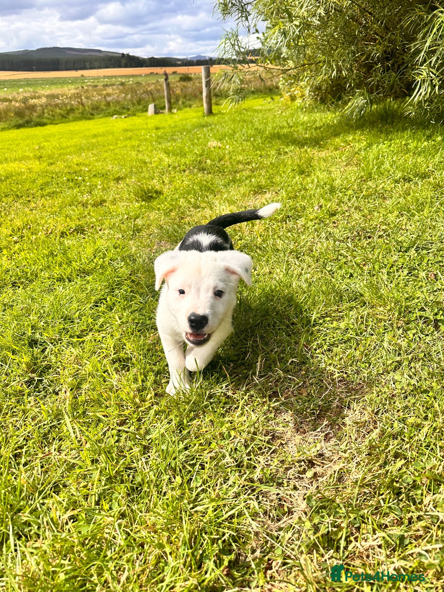 Mixed Breed dogs Collie x Johnson American bulldog  - Advert 1