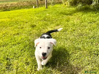 Mixed Breed dogs Collie x Johnson American bulldog - Advert 1
