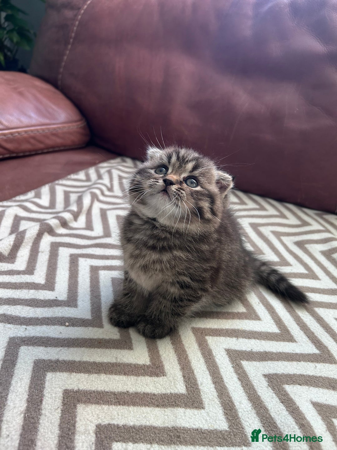Scottish Fold cats for sale: Little buddies looking for home - Advert 1