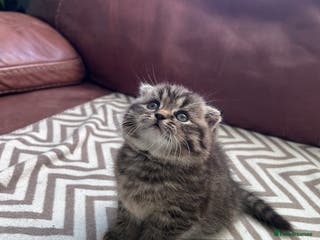 Scottish Fold cats Little buddies looking for home - Advert 7