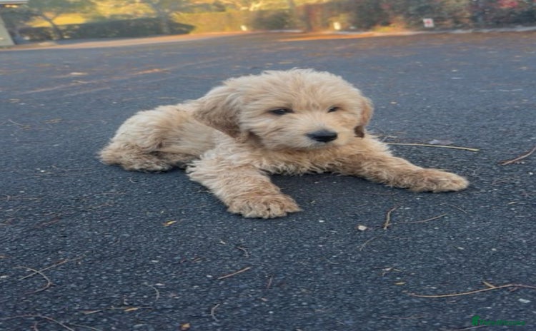 Goldendoodle dogs - Advert 1