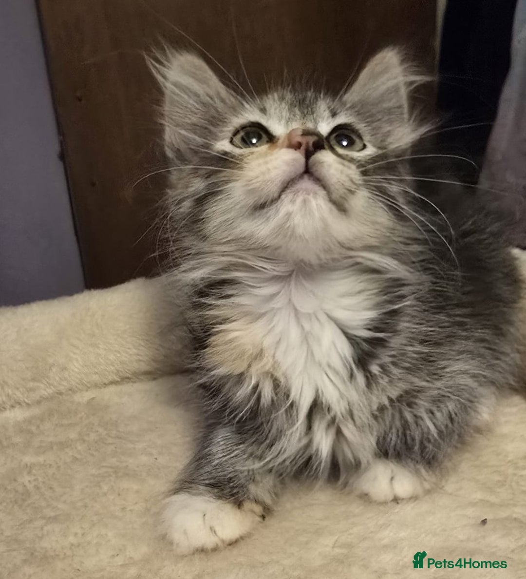 Siberian cats for sale: Tested purebreed hypoallergenic Siberian kittensns - Image 26