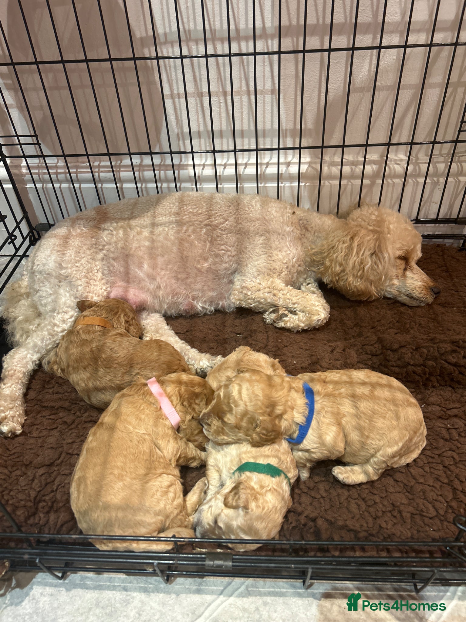 Cockapoo dogs Beautiful litter of golden cockapoos  - Advert 2
