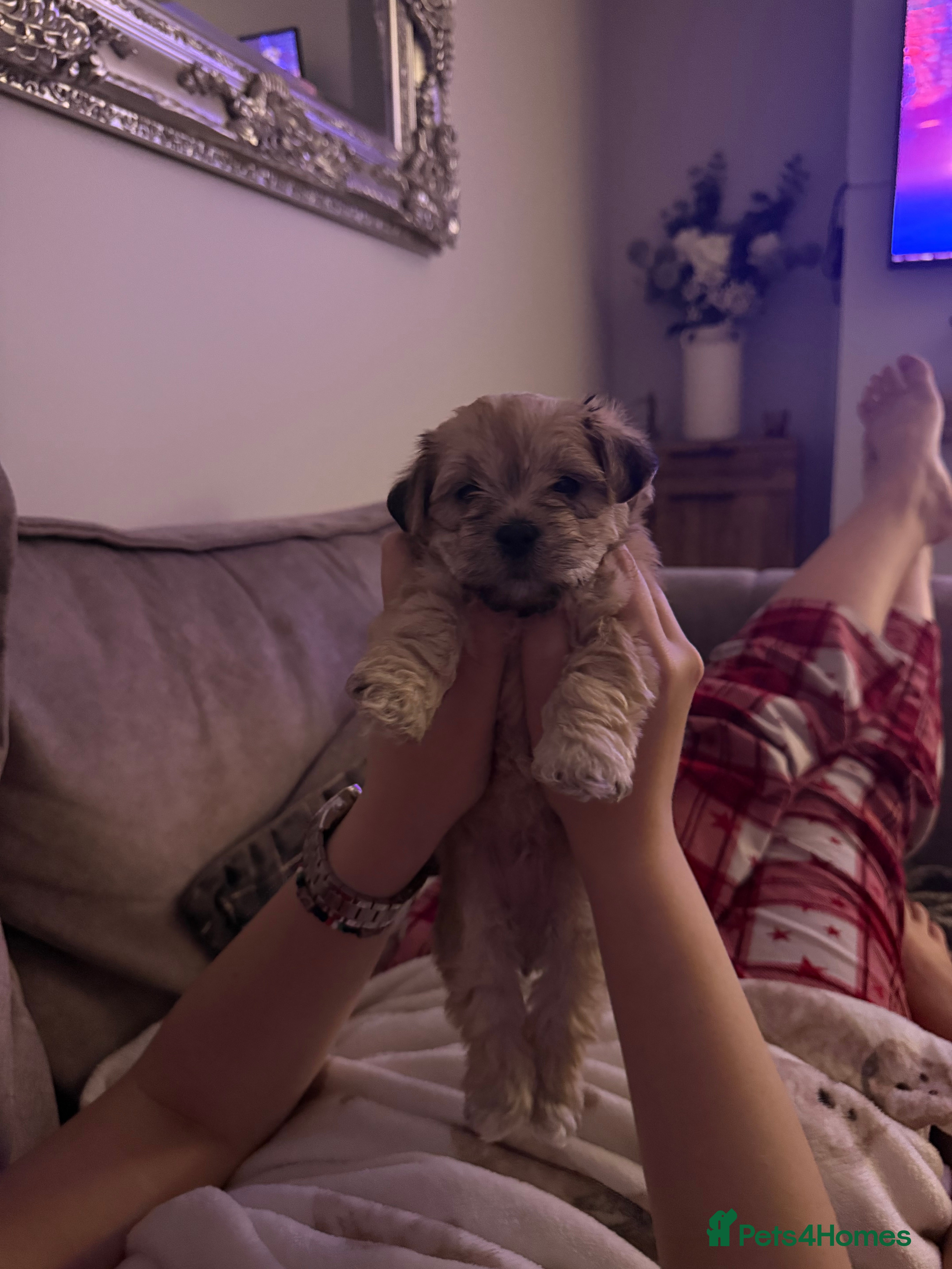 Mixed Breed dogs Absolutely gorgeous lhatese puppies - Advert 10