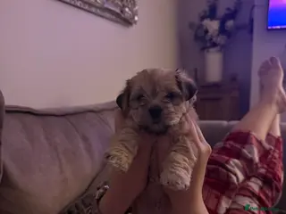 Mixed Breed dogs Absolutely gorgeous lhatese puppies - Advert 10