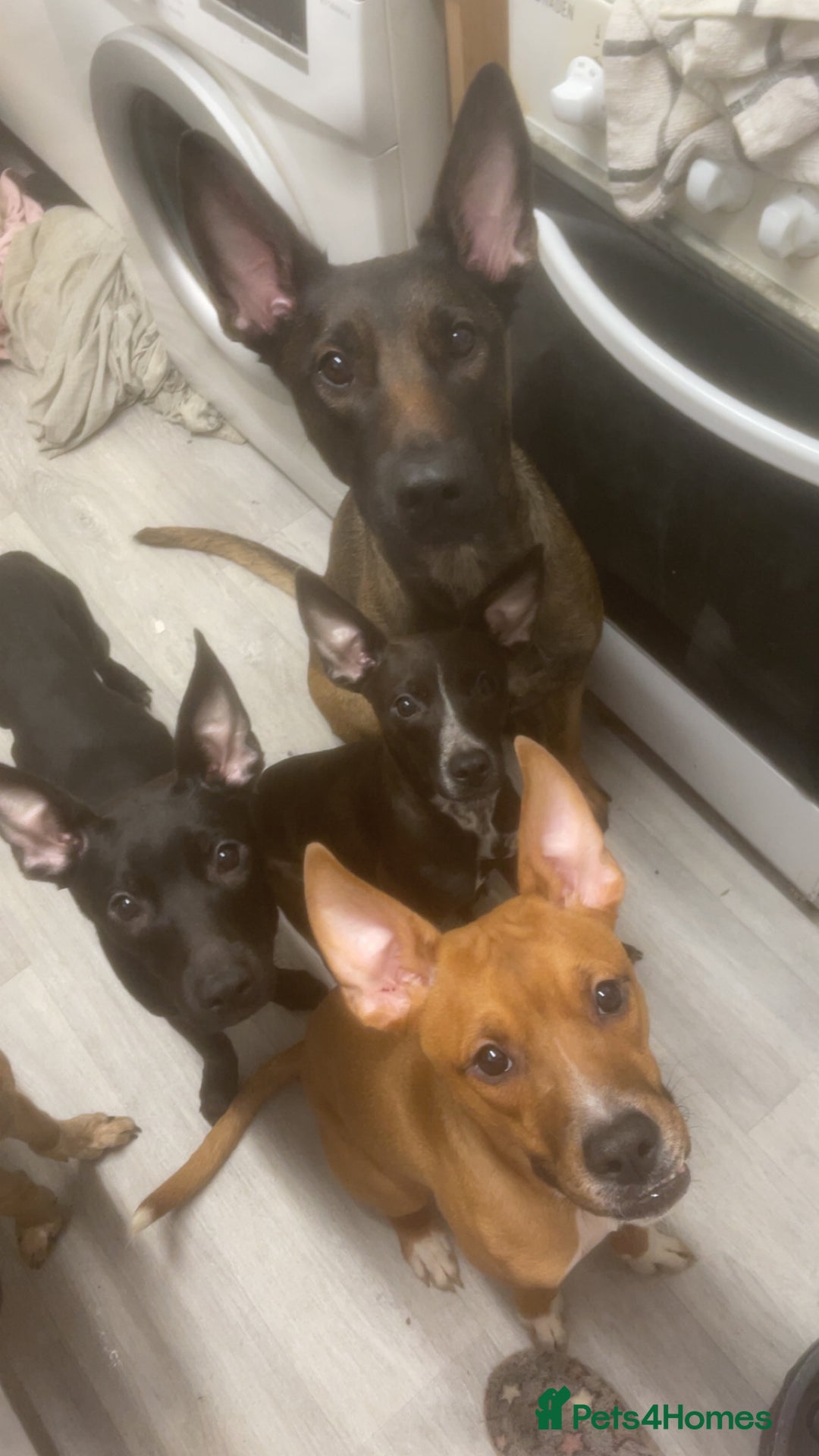 Mixed Breed dogs for sale: 4 pups - Advert 1