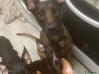 Mixed Breed dogs 4 pups - Advert 1