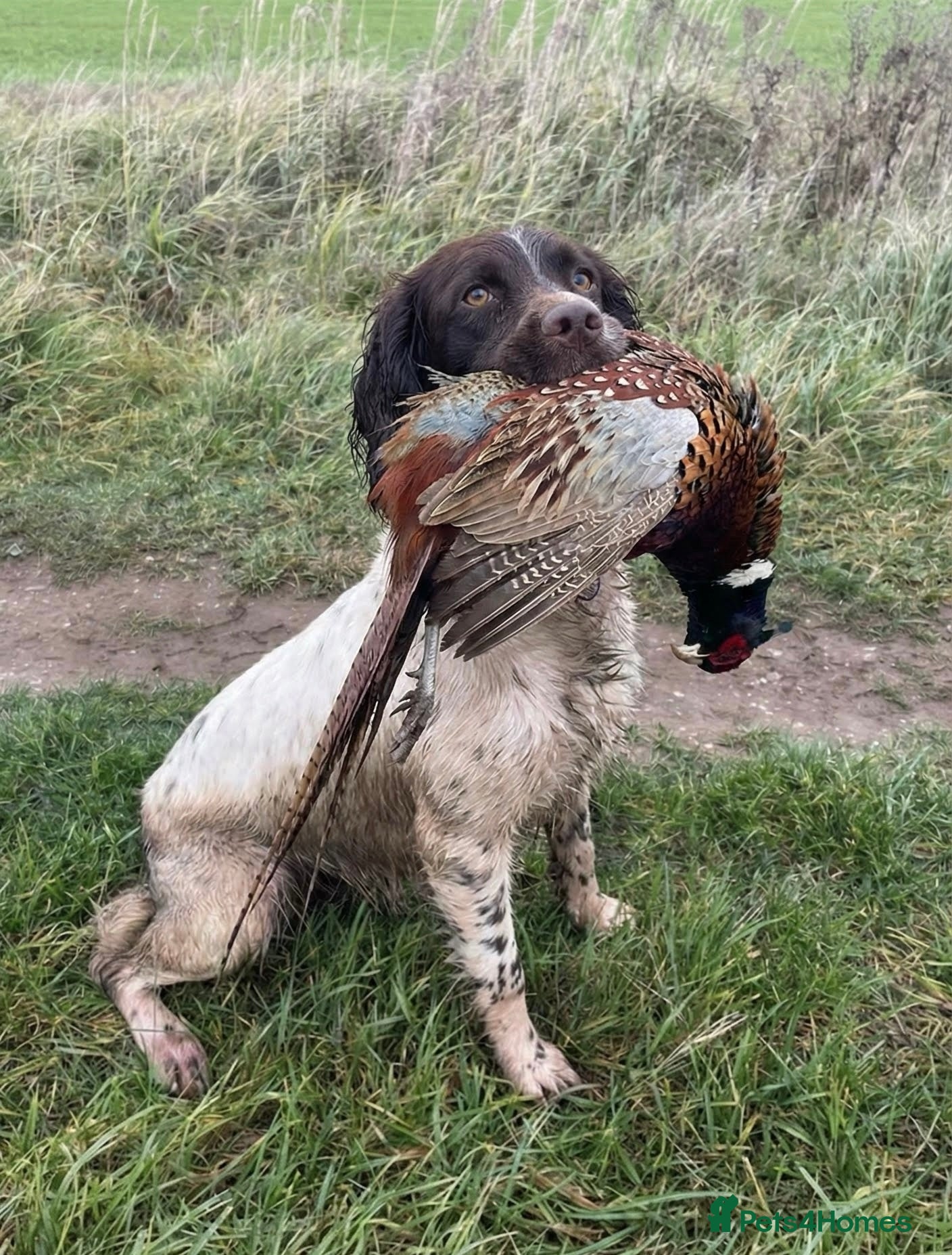English Springer Spaniel dogs KC Reg, Health tested & Proven Working ESS - Advert 5