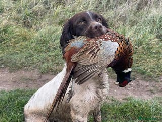English Springer Spaniel dogs KC Reg, Health tested & Proven Working ESS - Advert 2