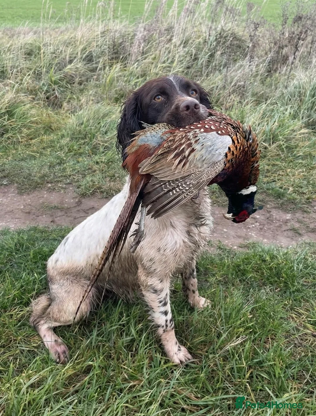 English Springer Spaniel dogs for stud: KC Reg, Health tested & Proven Working ESS - Advert 2