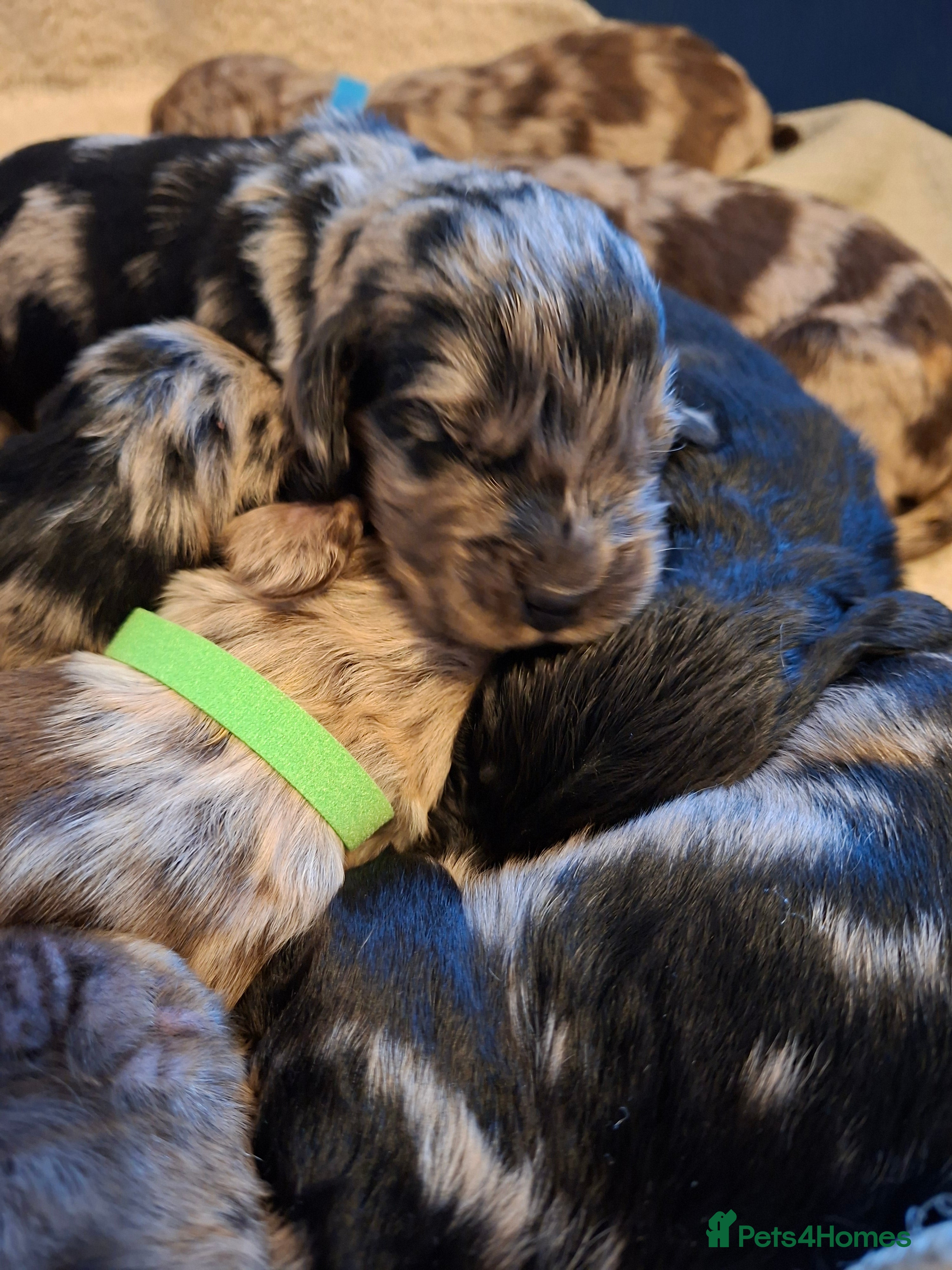 Cocker Spaniel dogs Cocker spaniel pups - Advert 10