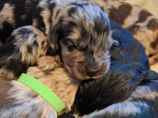 Cocker Spaniel dogs Cocker spaniel pups - Advert 4