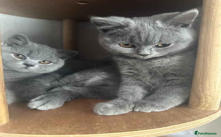 British Shorthair cats - Advert 1