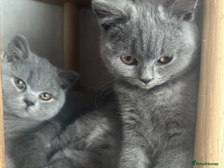 British Shorthair cats - Advert 31