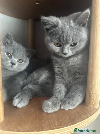 British Shorthair cats - Advert 12