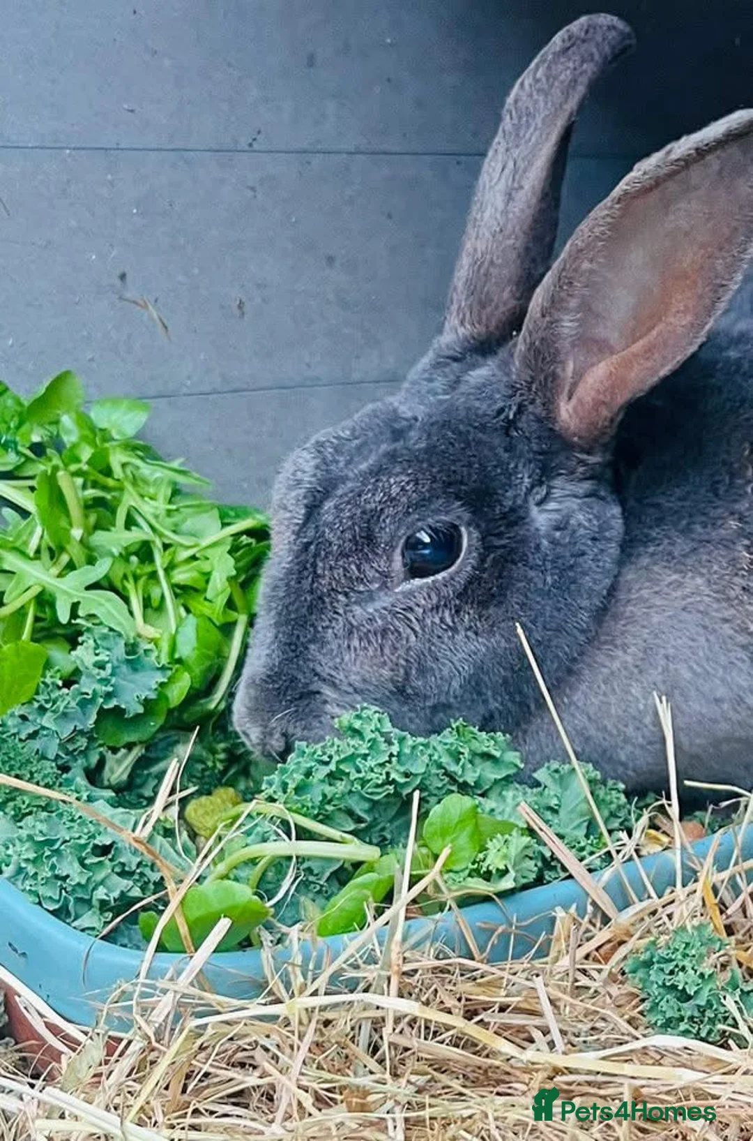 Rex rabbits for sale: Female Rex Bunny - Advert 2