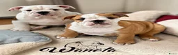 English Bulldog dogs for sale: TWO LITTER SISTERS FOR SALE - Advert 8