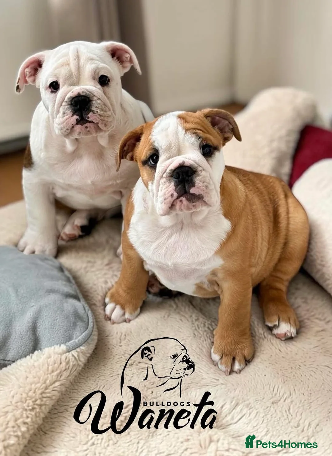 English Bulldog dogs for sale: TWO LITTER SISTERS FOR SALE - Advert 8