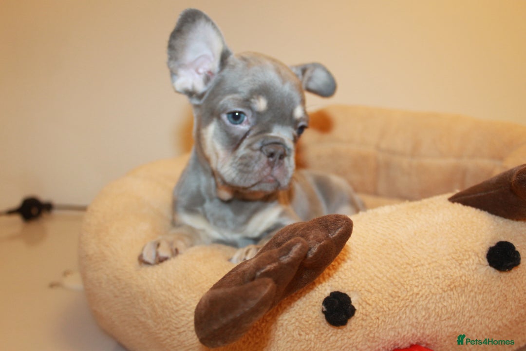 French Bulldog dogs for sale: ULTRA RARE - RAINBOW LITTER NON FLUFFY FRENCHIES - Advert 13
