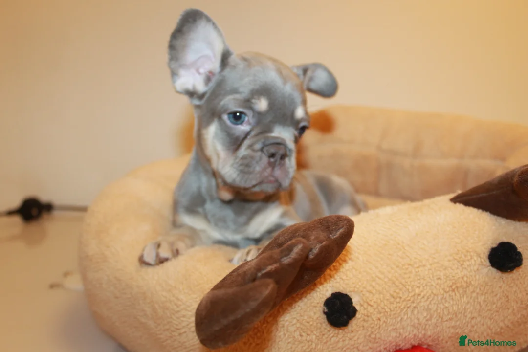 French Bulldog dogs for sale: RARE-NEW SHADE ROJO or LILAC FRENCHIES KC REG - Advert 16
