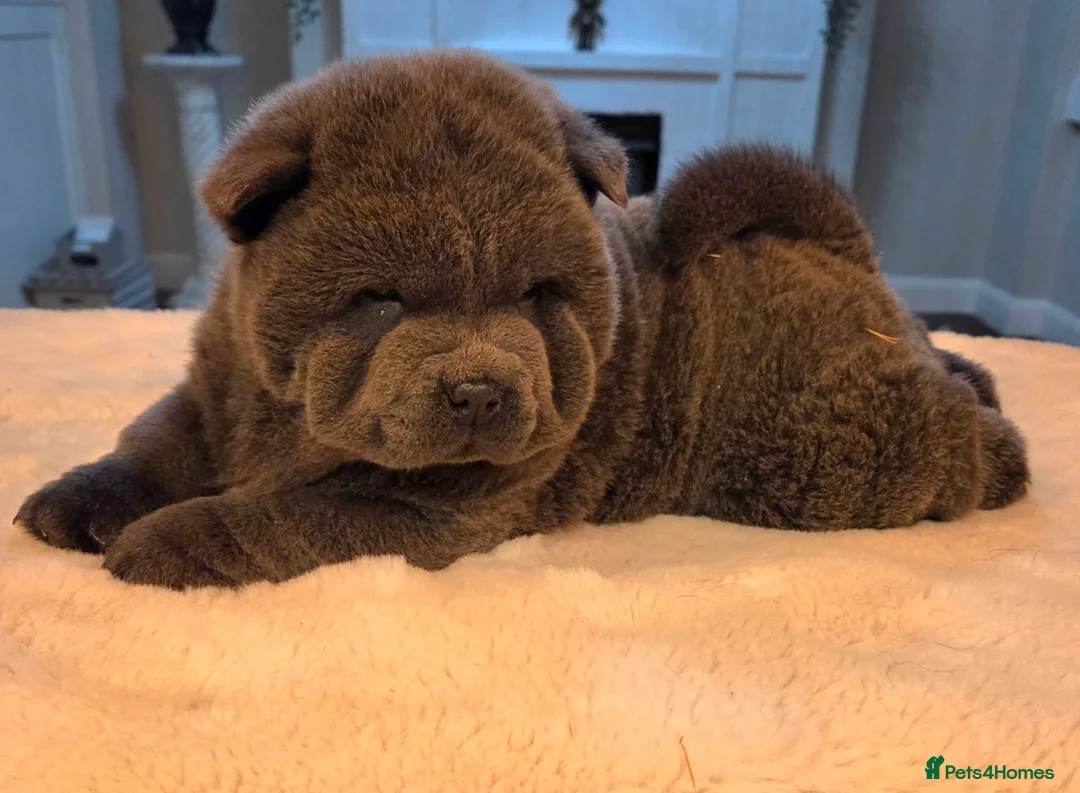 Chow Chow dogs for sale: Chow chow puppies  - Advert 12