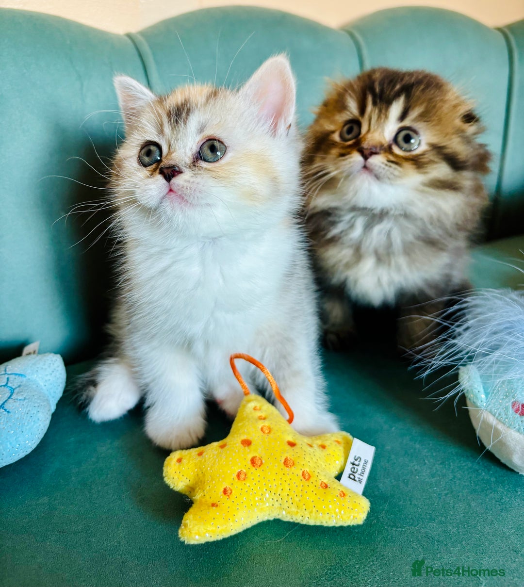 Scottish Fold cats for sale: Scottish Fold Pedigree Kittens in Romford - Image 15