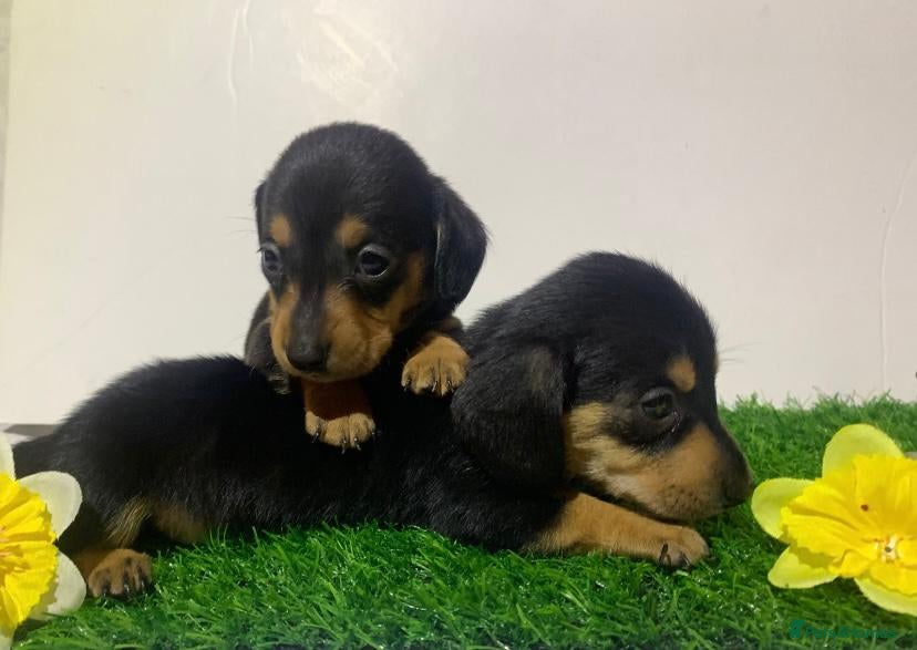 Miniature Dachshund dogs Tiny daschund puppies kc registered (2 left ) - Advert 15