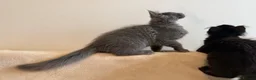 Maine Coon cats for sale:     Stunning Purebred Maine Coon Kitten - Advert 11
