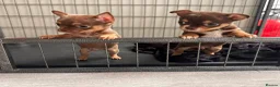 Chihuahua dogs for sale:  Very small chihuahua puppies - Advert 12