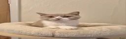 British Shorthair cats for sale: Bicolour & Solid British Shorthair Males & Females - Advert 4