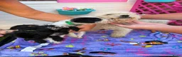 Mixed Breed dogs for sale:  4 Beautiful Jackapoos in Basildon - Advert 13