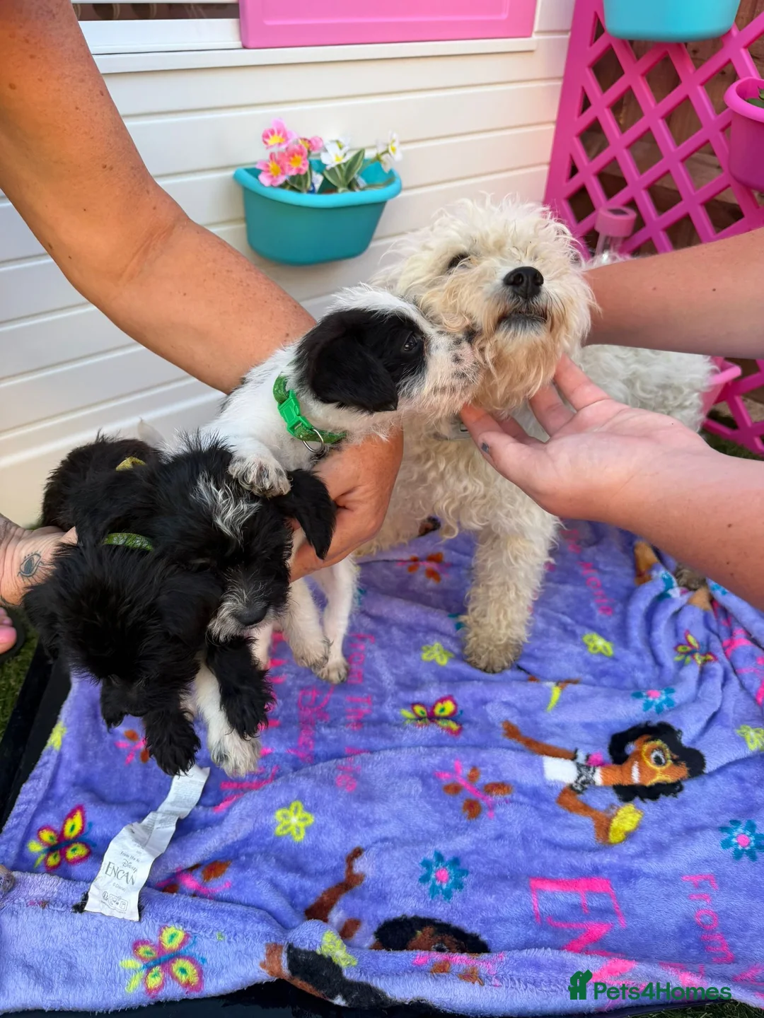 Mixed Breed dogs for sale:  4 Beautiful Jackapoos in Basildon - Advert 13