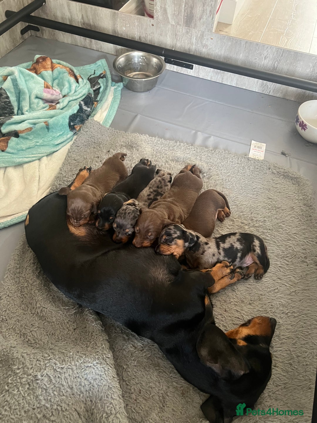 Miniature Dachshund dogs for sale: Champion line miniature Dachshunds KCREG PRACLEAR  - Image 7