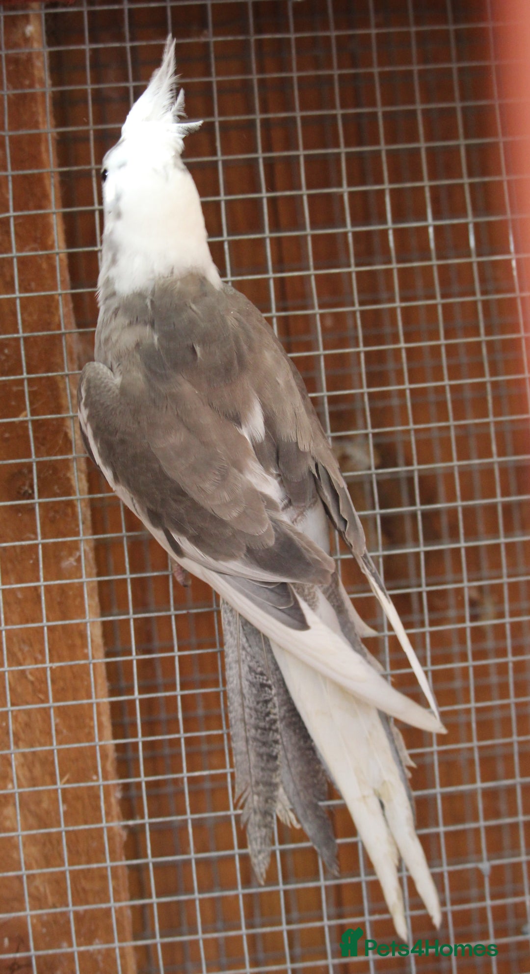 Cockatiels birds for sale: Young Whiteface Cockatiels for Sale in Southport - Advert 7